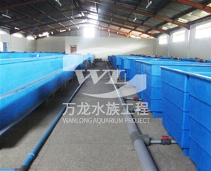 如何清理大型魚缸