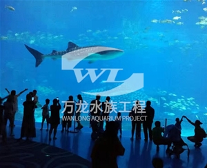 喂奶魚魚缸為什么有異味