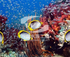 喂奶魚(yú)魚(yú)缸的過(guò)濾器使用特點(diǎn)