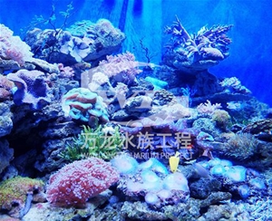 負壓魚缸的過濾器使用特點