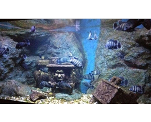 大型魚缸日常維護(hù)方法