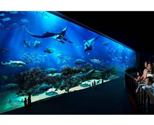 觀賞魚缸日常維護(hù)方法